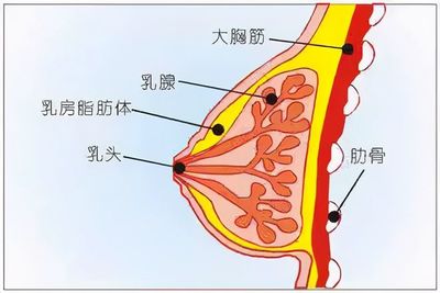 名医答疑|王瓯晨教授带你了解有效又美观的乳腺癌保乳手术!
